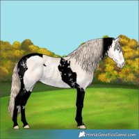 Horse Color:Void Perlino Onyx Tobiano Rabicano