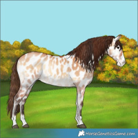 Horse Color:Bay Onyx Near Leopard