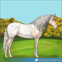 Horse Color:Palomino Pearl Appaloosa Rabicano 