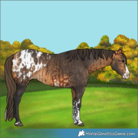 Horse Color:Bay Sabino Splash Appaloosa  and Buckskin Sabino Splash Appaloosa 