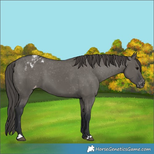 Horse Color:Grullo Appaloosa 