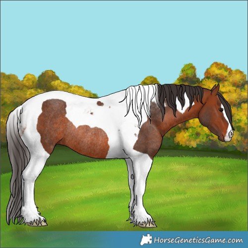 Horse Color:Bay Tobiano Rabicano
