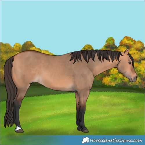 Horse Color:Bay Dun 