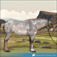 Horse Color:White Spotted Liver Red Roan Rabicano 