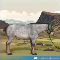 Horse Color:White Spotted Liver Red Roan