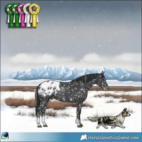 Horse Color:Black Sabino Appaloosa Rabicano 