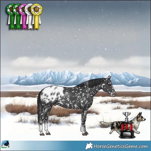 Horse Color:Black Sabino Appaloosa Rabicano 