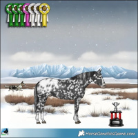 Horse Color:Black Sabino Appaloosa Rabicano