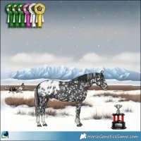 Horse Color:Black Sabino Appaloosa Rabicano