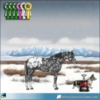 Horse Color:Black Sabino Appaloosa Rabicano 