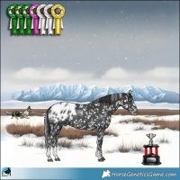 Horse Color:Black Sabino Appaloosa Rabicano 