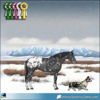 Horse Color:Black Sabino Appaloosa Rabicano