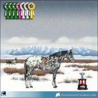 Horse Color:Black Sabino Blanket Rabicano 