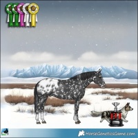 Horse Color:Black Sabino Appaloosa Rabicano 