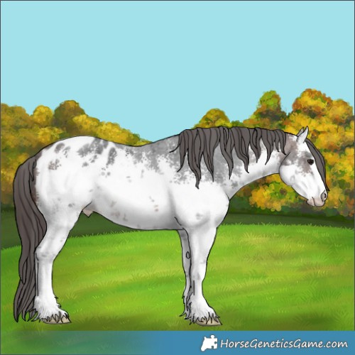 Horse Color:White Spotted Brown Sabino Appaloosa 