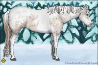 Horse Color:White Spotted Buckskin Splash Tobiano Frame Appaloosa