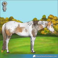 Horse Color:White Spotted Buckskin Splash Tobiano Frame Appaloosa 