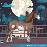 Horse Color:Liver Chestnut Sabino Frame Rabicano