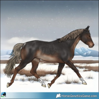 Horse Color:Liver Chestnut Rabicano