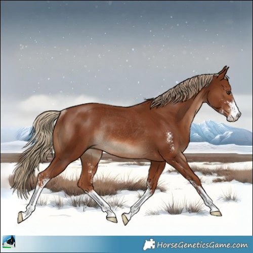 Horse Color:Chestnut Sabino Rabicano