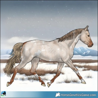 Horse Color:White Spotted Red Dun Roan 