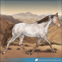 Horse Color:White Spotted Liver Red Roan Pearl