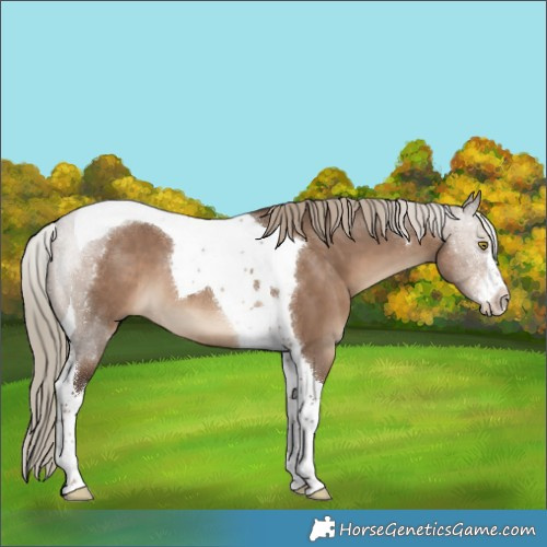 Horse Color:White Spotted Liver Red Dun Tobiano 