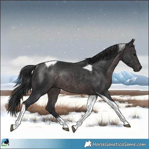 Horse Color:Platinum Brown Tobiano Rabicano 