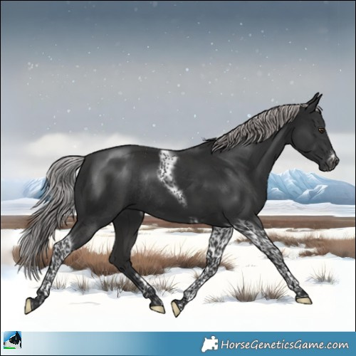 Horse Color:Platinum Liver Chestnut Tobiano Frame Rabicano 