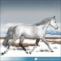 Horse Color:Gray Platinum Bay Tobiano Rabicano 