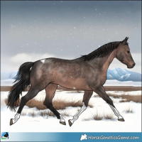 Horse Color:Gray Platinum Bay Tobiano Rabicano