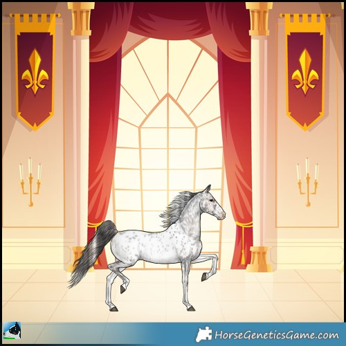 Horse Color:Blue Onyx Roan Sabino Appaloosa Rabicano