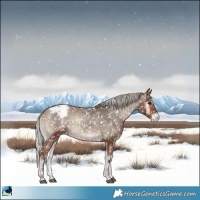 Horse Color:Silver Blue Onyx Sabino Appaloosa Rabicano
