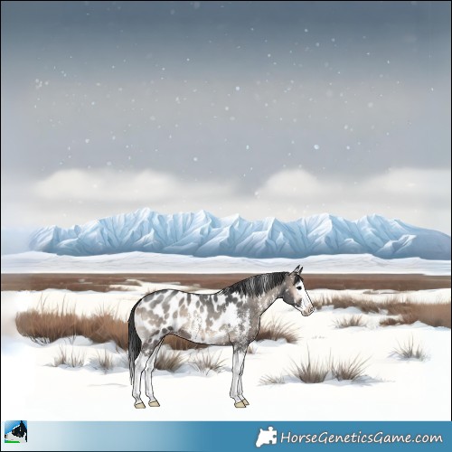 Horse Color:Blue Onyx Sabino Splash Appaloosa Rabicano 