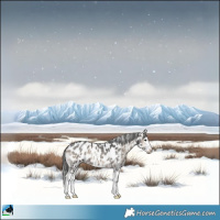 Horse Color:Blue Onyx Sabino Splash Appaloosa Rabicano 