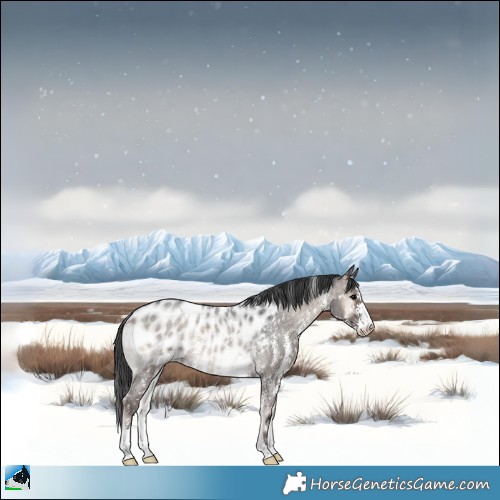 Horse Color:Blue Onyx Roan Sabino Appaloosa Rabicano 