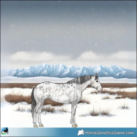 Horse Color:Blue Onyx Roan Sabino Appaloosa Rabicano 