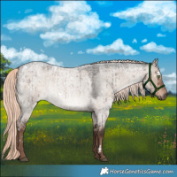 Horse Color:White Spotted Liver Red Dun Roan Mushroom Rabicano Brindle 