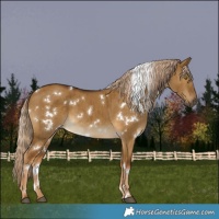 Horse Color:White Spotted Chocolate Palomino Dun Brindle