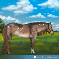 Horse Color:White Spotted Liver Red Dun Sabino Brindle