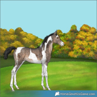 Horse Color:Brown Ice Dun Sabino Tobiano