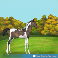 Horse Color:Brown Dun Tobiano 
