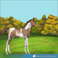 Horse Color:Black Pearl Tobiano Rabicano 