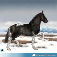 Horse Color:Midnight Bay Ice Onyx Tobiano Rabicano 