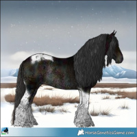 Horse Color:Midnight Bay Ice Onyx Tobiano Rabicano 