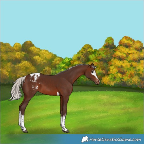 Horse Color:White Spotted Silver Brown Tobiano Appaloosa