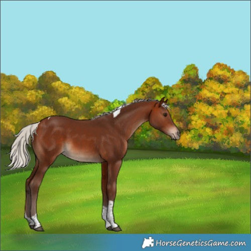 Horse Color:Silver Bay Tobiano 