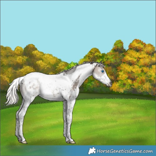 Horse Color:Gray Silver Brown Dun Splash Tobiano Appaloosa 