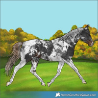 Horse Color:White Spotted Liver Chestnut Tobiano 