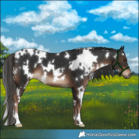 Horse Color:White Spotted Liver Chestnut